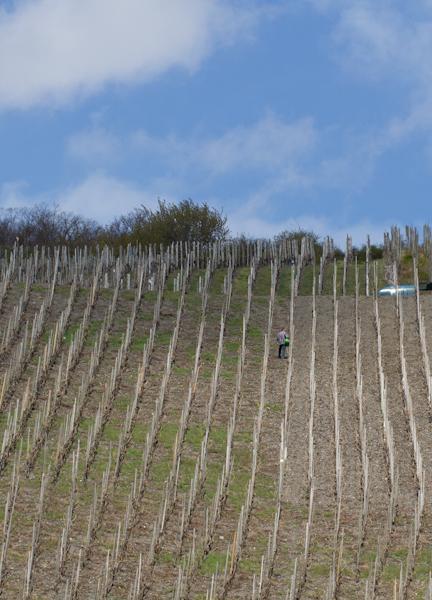 Weingut & Gaestehaus Schmitz-Bergweiler ベルンカステル・クース エクステリア 写真